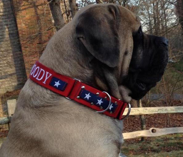 Custom Dog Collars For Heavy Duty dogs