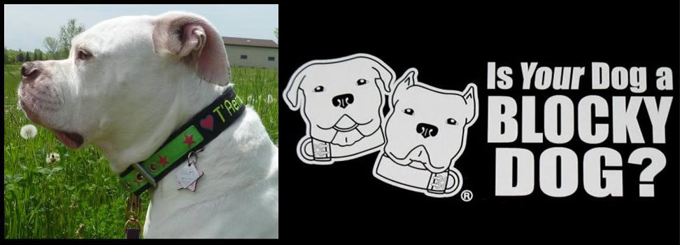 Custom dog collars made in the U.S.A.