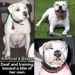 auRoara collage