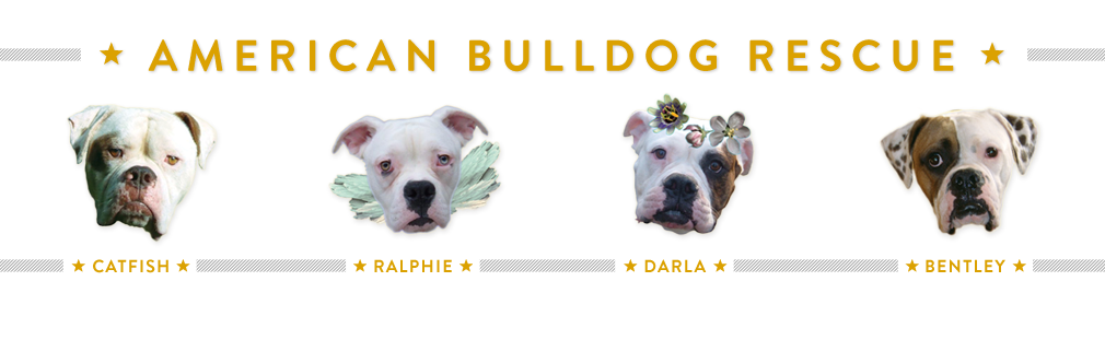 AmericanBulldogRescue header