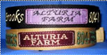 on stripe and collar