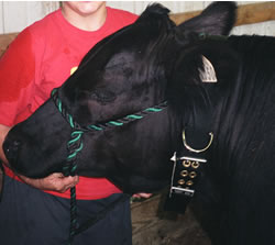 steer collar tn