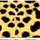 32 - Cheetah