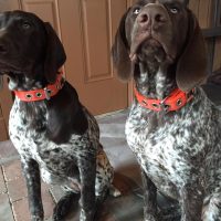 2 dogs with heavy duty collars