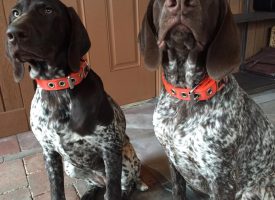 2 dogs with heavy duty collars