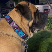 1.5 Dual Grip Collar with 1.5 inch stripe