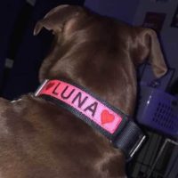 1.5 inch Dual Grip Collar with embroidery on stripe