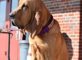 dog with heavy duty collar k9 police
