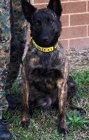 k9 law enforcement police dog collars