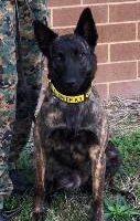 k9 law enforcement dog collars
