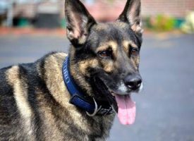 k9 law enforcement dog collars