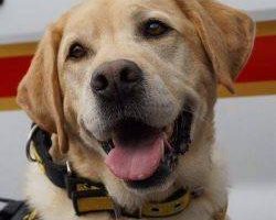 k9 police dog collars