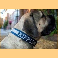 dog collar with center stripe and embroidery